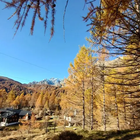 Larici dorati in autunno